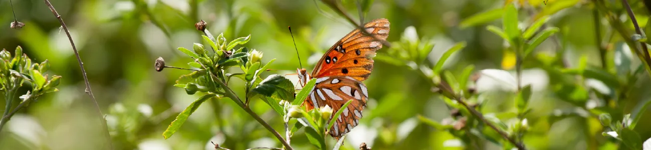 biodiversité