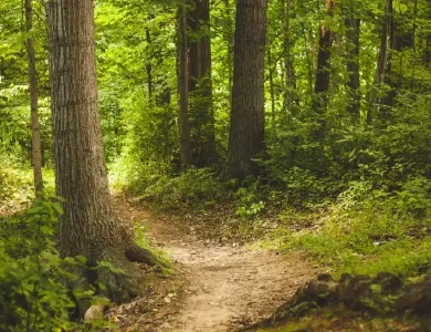 Forêt de Bouskoura
