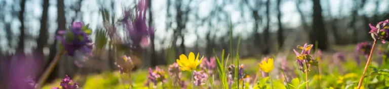 végétalisation et biodiversité