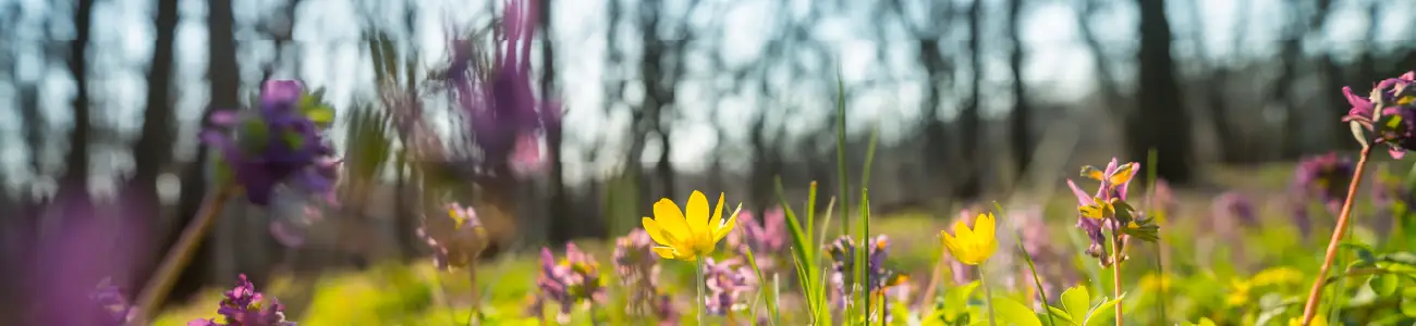 végétalisation et biodiversité
