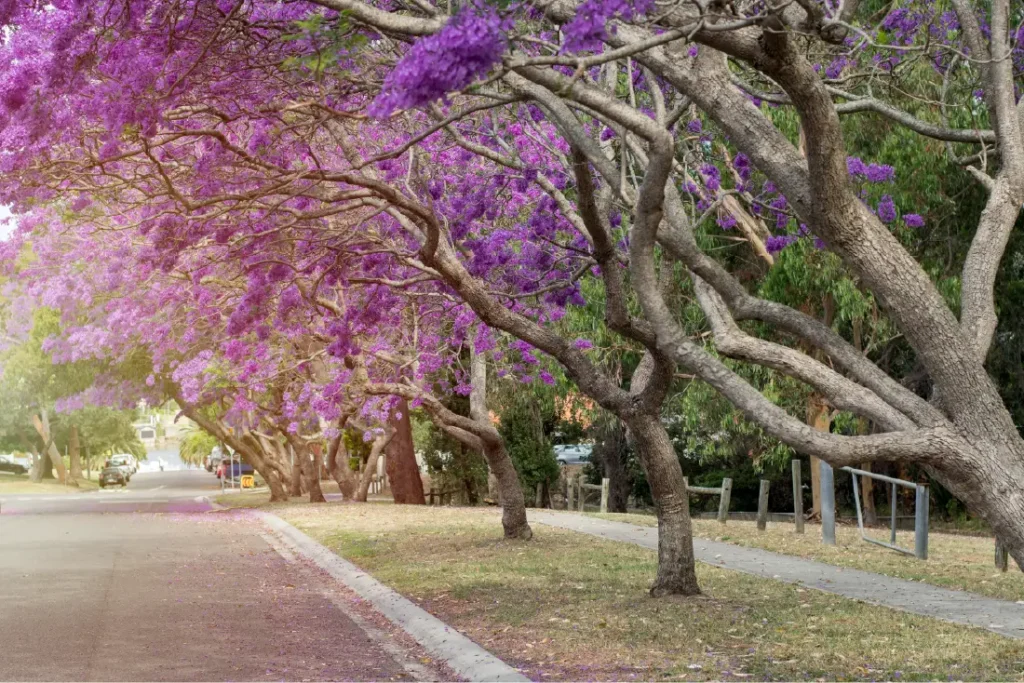 arbre en ville, amélioration du climat